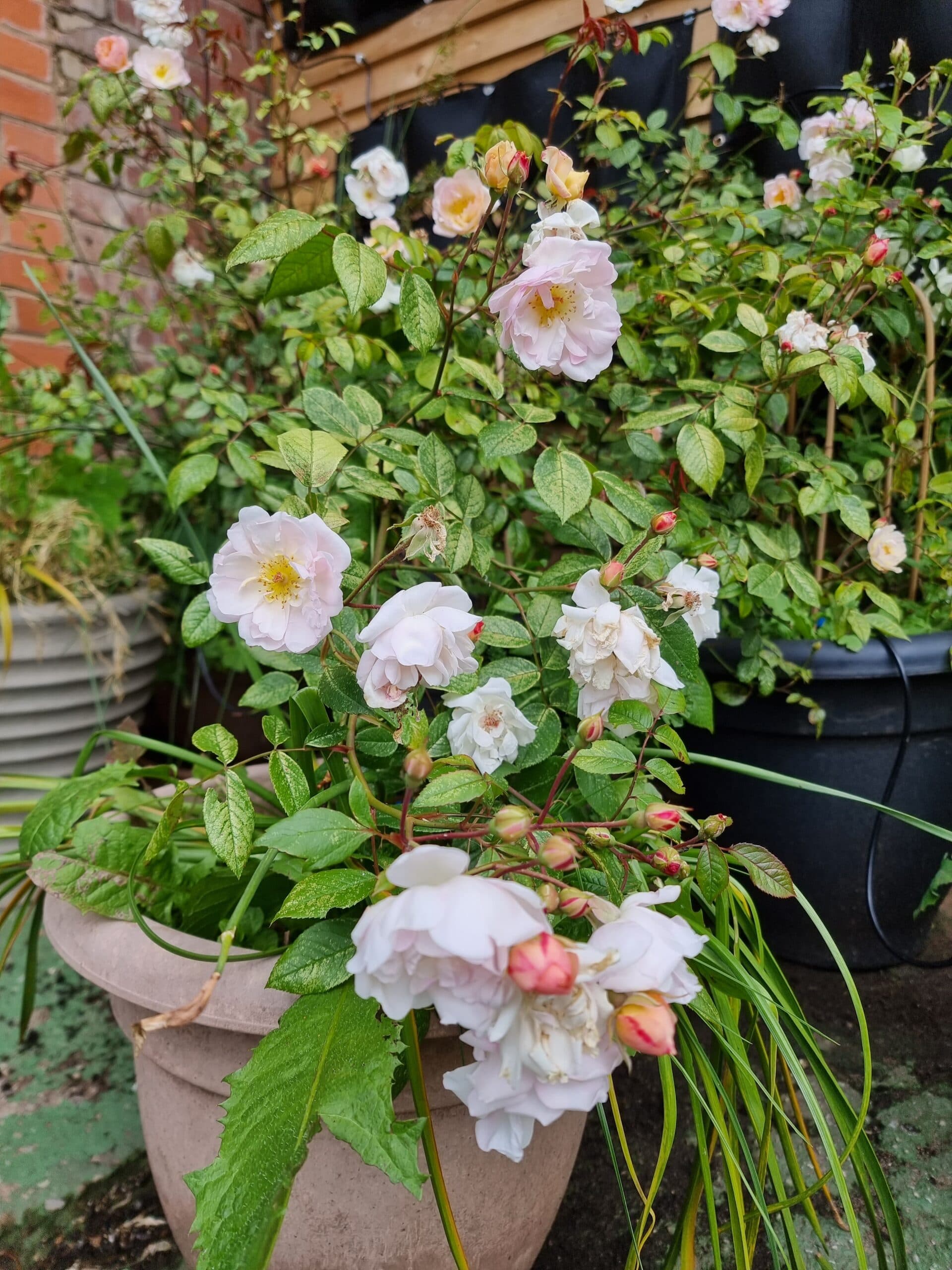 Beautiful flowing white roses in the Open Source Arts yarden space