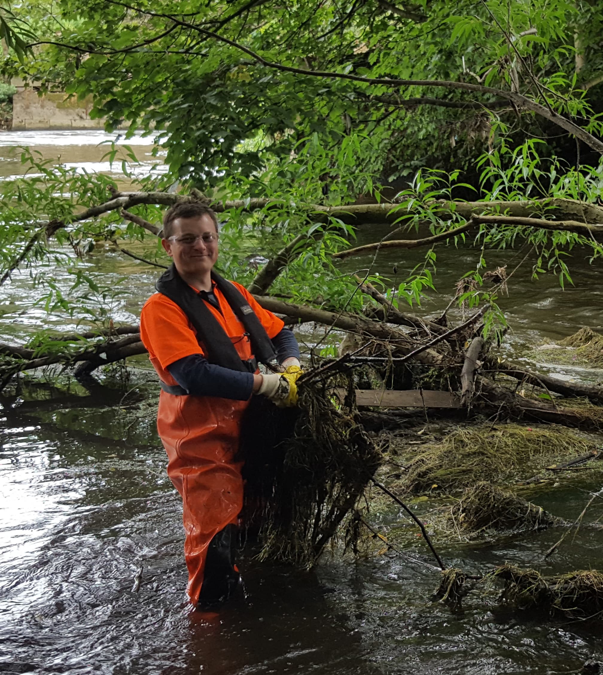 A volunteer in orange waders standing in the river, pulling debris from a fallen branch.