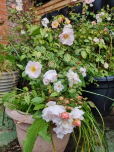 Beautiful flowing white roses in the Open Source Arts yarden space